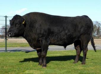 AKIKO Here we have the very impressive black bull AKIKO his sire is from the KEDAKA line and has the famous grandfather