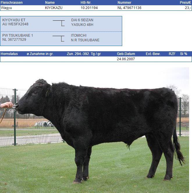 PW KIYOKAZU It is a well known fact that within the Wagyu breed finding an outcross bull is never easy, here we have such a bull in KIYOKAZU and the pleasing thing is he is pure in race.