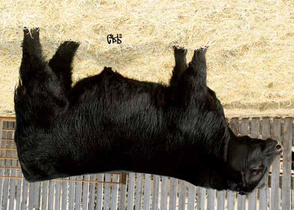 Big hair, big ass, big top, and out of a female that has been admired by many cattlemen for her extra deep rib, massive volume, and width.