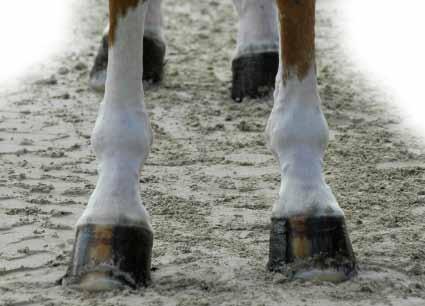 Diagnosing and Treating Equine Lameness Has your horse got a limp?