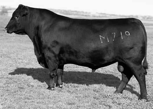 07L is bred to the Genex sire Conneally Irish 0204 whose EPD s are -1.4 +56 +105 +26, due 2/16/13. Examined safe. Her heifer calf sells as Lot 40A.