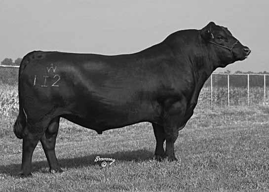 Due to calf 10/17/12 to S A V Final Answer 0035 whose EPD s are -1.0 +60 +104 +26.
