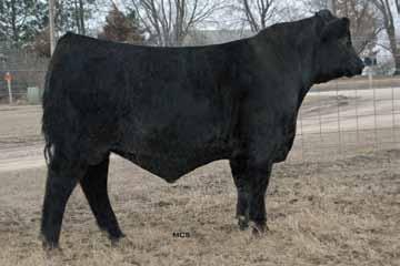 96 80 (103) 676 (109) 1274 (114) - - - Predestined is one of the most proven sires in the breed. His son, 9114 offers the same look and muscle shape while being sound structured and deep bodied.