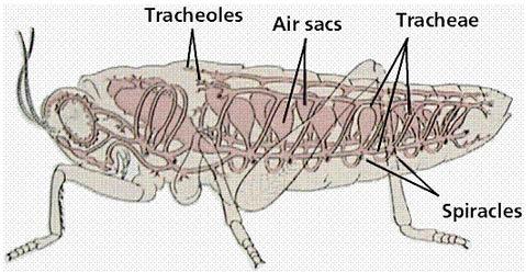 Respiration Form and Function in Arthropods Terrestrial arthropods Most breath through a network of branching tracheal tubes