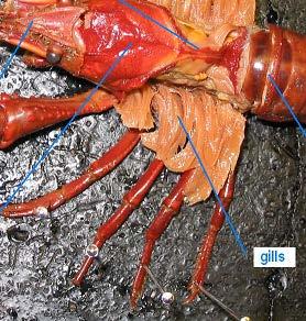 Crayfish Appendages Appendages - Gills Gills are attached