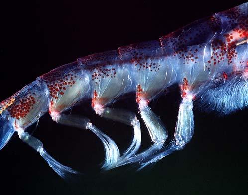 Crayfish appendages Along the abdomen are several pairs of swimmerets,