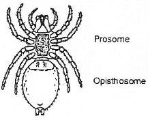 abdomen/opisthosome)