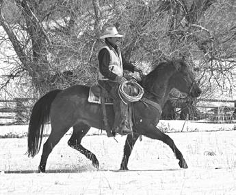 .. Doc Bar on the top side and Lowry Star on the bottom. Lowry Star has made quite a name for himself in the roping arena and he was given the No. 1 in the NFQHA book.