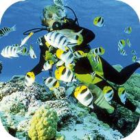 people 10 dives Package 72 000 CFP for 1 or 2 people Accompanied Snorkeling 4 100 CFP for 1 person Nivel 1 FFESSM/CMAS.