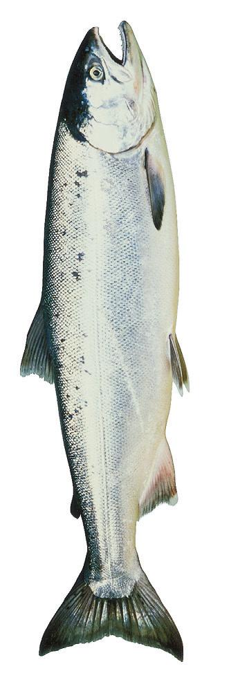 There s an annual limit of 10 adult chinook from all fresh waters. The definition of adult chinook can vary depending on the time and area, so be sure to check online before fishing.