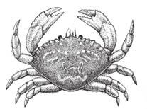 Notes on specific shellfish Crab You must measure your crab immediately. Measure in a straight line through the widest part of the shell. It s best to use a caliper device.