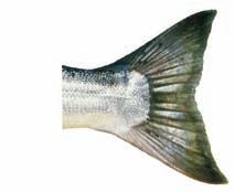 Coho (also known as blueback, silver) Bright silver, lightly spotted, metallic blue spots on upper part of body.