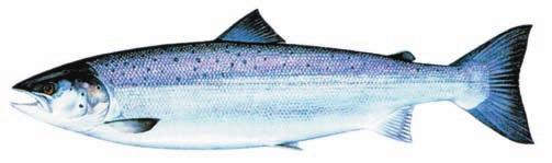 Features of Pacific salmon Mouth Tail Other distinguishing features Age at maturity Freshwater markings Chinook Chum Coho Pink Sockeye Dark with black gums; large, sharp teeth V-shaped, silvery;