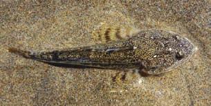Sculpin Cabezon: Found in northern B.C., often in kelp beds from shallow to moderate depths. Weight: up to 11 kg.