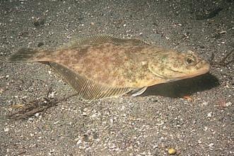 Small, schooling, silvery fish. Sole/flounder Found in deep waters in areas with gravel/mud bottoms.
