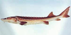 Sturgeon Mainly bottom dweller, found inshore and in large river systems. Maximum length/weight: 6 m, 600 kg.