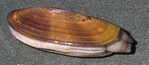 Manila, littleneck, butter, varnish: Found in gravel/sand beaches in protected bays.
