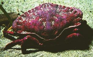 Crab Two species are of most interest to sport fishers: Dungeness and red rock. Three to four pairs of walking legs.