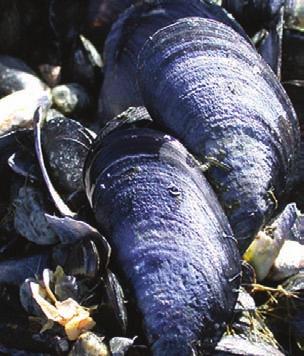 Mussel Bluish-black shell, distinctive D or flattened teardrop shape. Pearly violet or white shell interior. Blue mussel: Native.