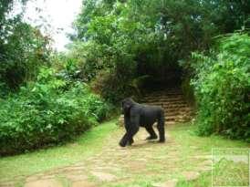Overnight: Volcanoes Bwindi Lodge (B,L,D) Day 6 SATURDAY Either go gorilla tracking again (on payment of supplement at the time of booking subject to permit availability) or go for a guided nature