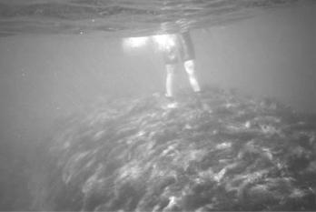 Figure 15. Photo of break with crest at -1.5 m LAT. rounded by world-class surfing breaks, including Superbank, and typically these locations work in similar conditions as the reef.