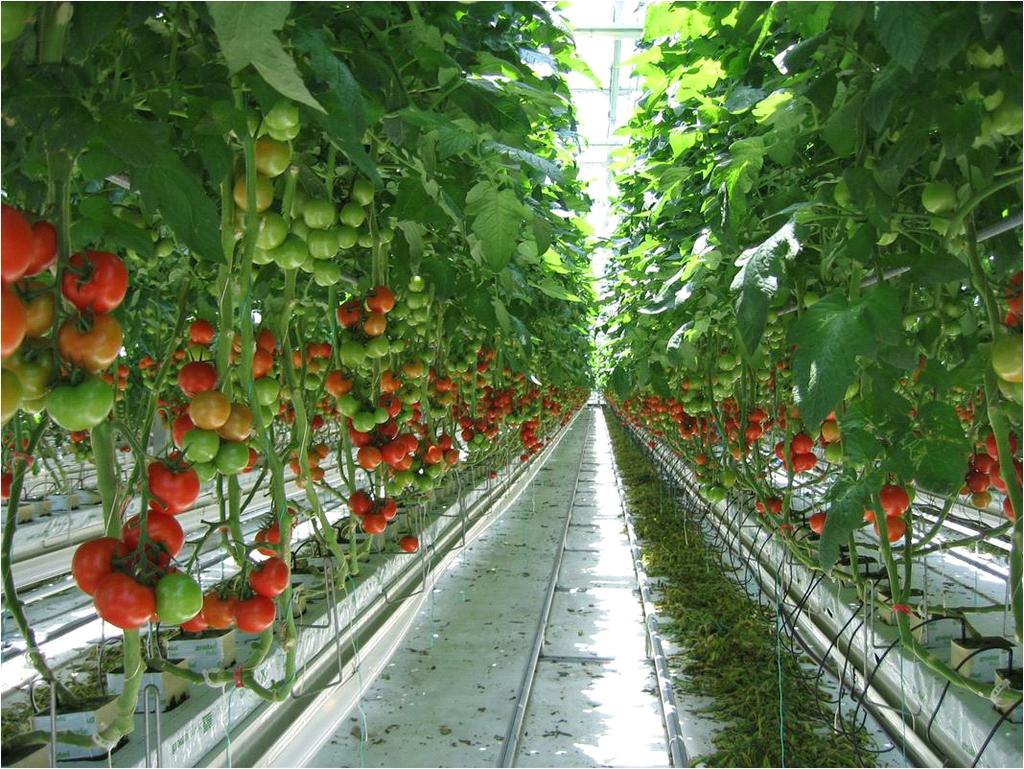 KONDO, YATA, IIDA, SHIIGI, MONTA, KURITA, OMORI: Development of an End-Effector for Tomato Cluster Harvesting Robot 21 Fig. 1 High-wire tomato plant training systems in a Dutch style greenhouse.