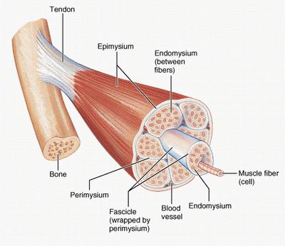 3.3.1 - Muscular system anatomy The human body has over 600 skeletal (voluntary) muscles.