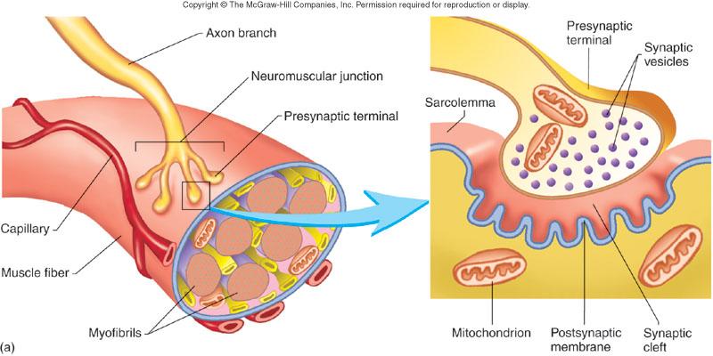 Once a cell gets sufficiently stimulated by the axon of the motor- neuron, an action potential occurs.
