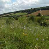 Later i the year, a survey revealed Aylestoe Meadows to be the best Local Wildlife Site i Leicestershire.