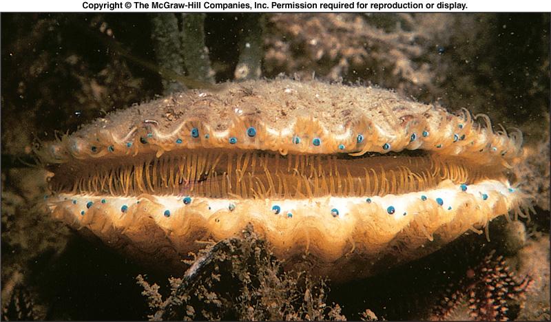 Head-Foot Region l Most molluscs have well developed head ends with sensory structures