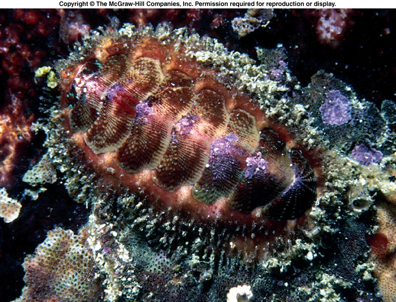 Class Polyplacophora l Class Polyplacophora includes the chitons. l Eight articulated plates or valves. l Can roll up.