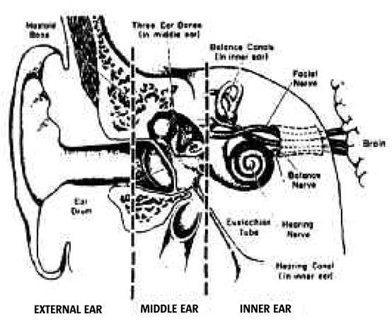The Eustachian tube functions as a pressure-equalizing valve for the middle ear that is normally filled with air.