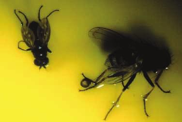 This shows the size comparison between a shorefly on the left and hunter fly on the right.