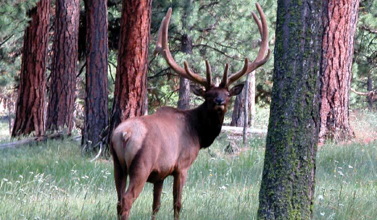 Study results have prompted changes in policies, management standards and guidelines, hunting regulations, and timber sale planning throughout western North America.