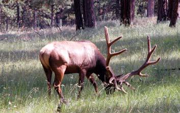 Wildlife managers were concerned that healthy, older bulls, which tend to dominate elk herds, were being removed prematurely from the herds, with negative effects on herd structure and elk