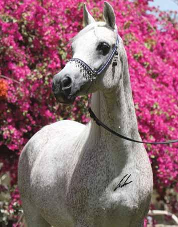 A stallion of great presence and self-assurance, Bouznika has had an interesting journey back to his roots near the desert.