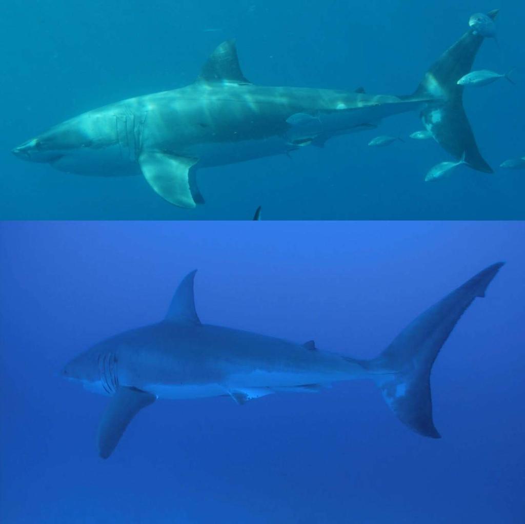 Repeated sightings from photo-id at Salisbury Island Two white sharks were identified using photo-id as potential repeat visitors to Salisbury Island.
