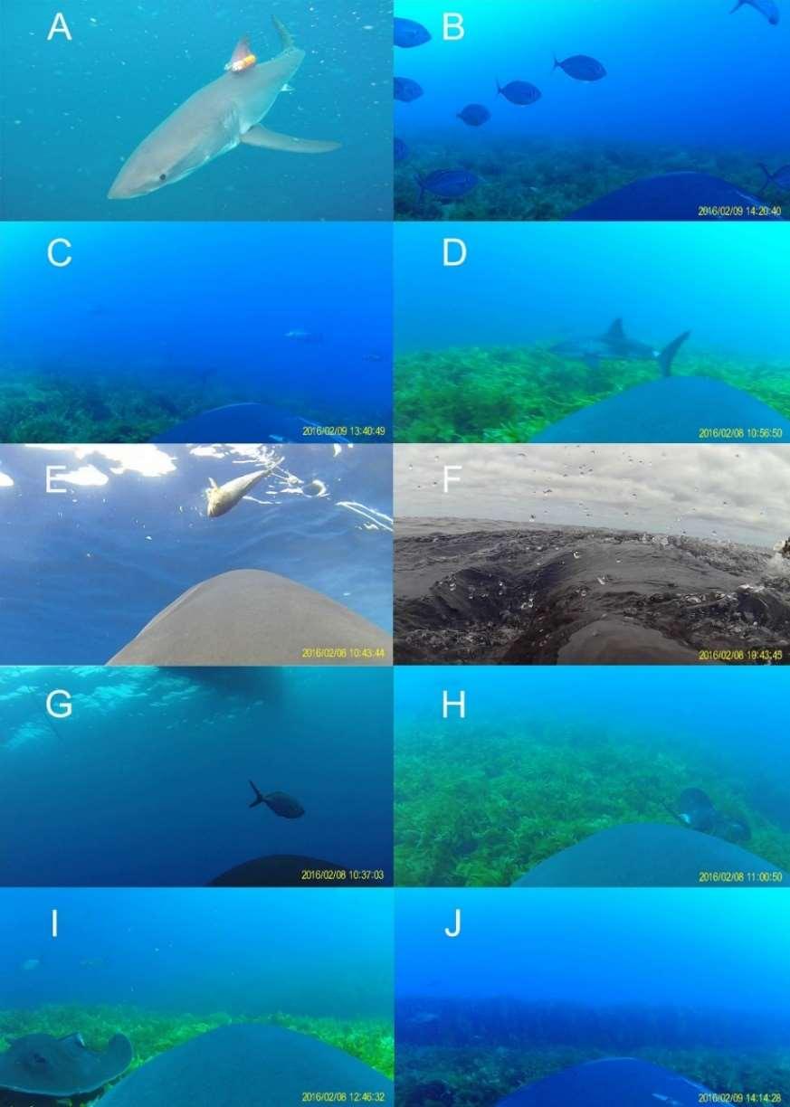 A white shark displaying a biologging tag (A) and observed behaviours, habitat and other species observed from the view of the tagged sharks.