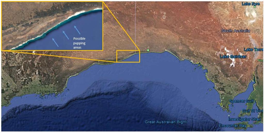 Arrow denotes red line. Red line indicates approximate coastal stretch for land based deployment of aerial observation and baited underwater cameras. Map taken from google earth. ii.