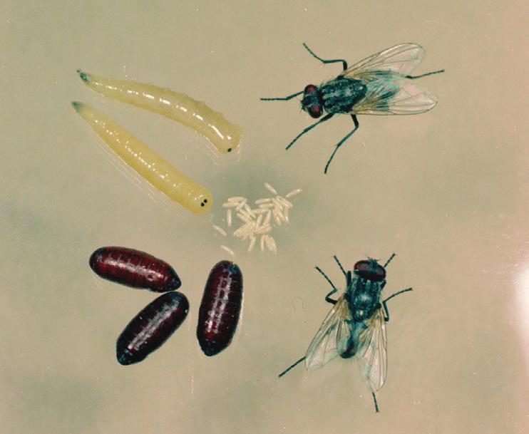 Some can breed indoors, developing in sites such as overripe fruit (e.g., vinegar/ small fruit flies), in soil of houseplants (e.g., fungus gnats), within drains (e.g., moth flies, humpbacked flies), or in moist garbage.