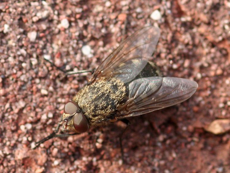 These flies may also be attracted to gas leaks, and are very sensitive to odors produced by the decomposition of a recently dead animal.