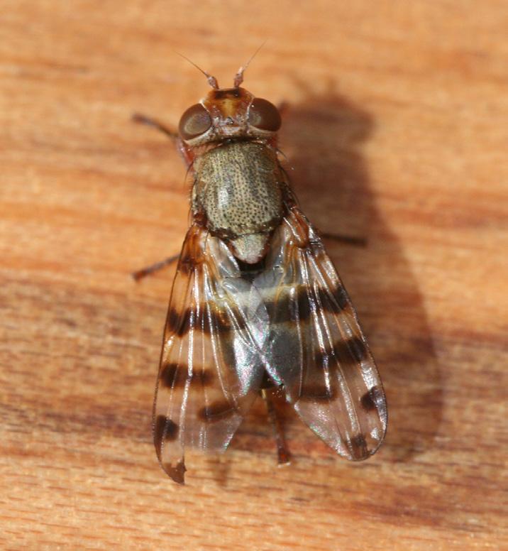 Cluster flies are moderate sized, generally dark gray and are distinguishable by the presence of golden hairs on areas of the thorax.