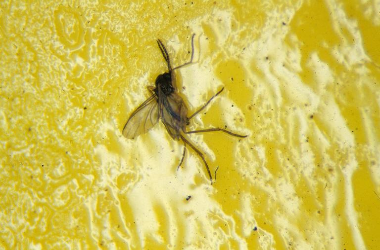 Figure 9: Fungus gnat on a sticky card Figure 10: Small fruit flies ( vinegar flies ) on the surface of an overripe peach.