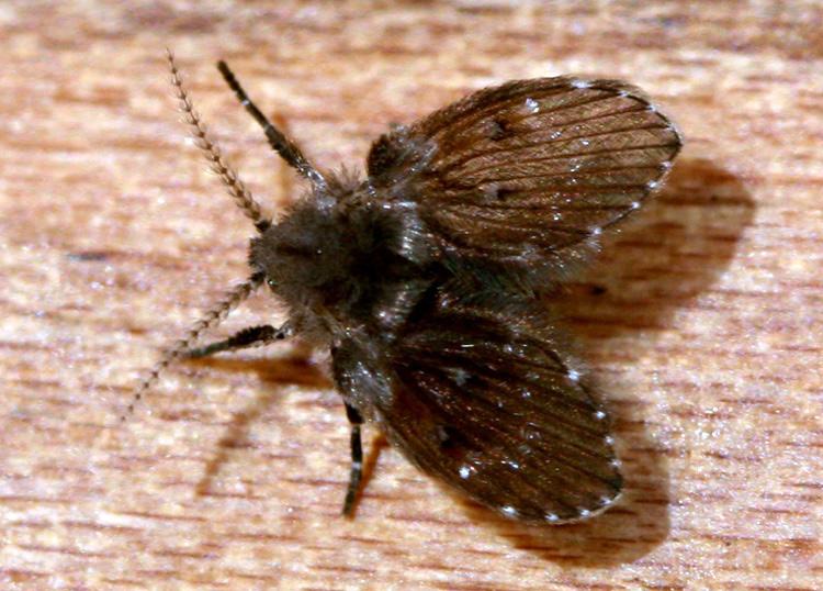 During mild winters, house flies may fly and breed continuously, as temperatures permit.