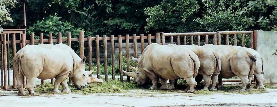 Introduction Northern white rhinos in captivity and in the wild Northern white rhinoceros formerly subspecies of the white rhino (taxonomic revision: