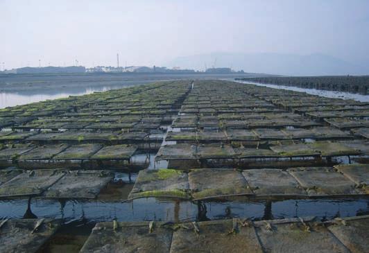 fisheries and aquaculture 43 Manila clam Ruditapes philippinarum production is licensed in Carlingford and Larne Loughs and yields around 54 tonnes per year.