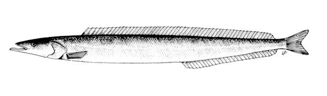 1. SANDEEL Scientific Name Ammodyties tobianus Description Sandeels are small eel-like fish which swim in large shoals and live in sandy substrates.