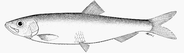 2. SPRAT Scientific Name Sprattus sprattus Description Sprat favour mostly inshore shoals moving to the surface at night. Filter feeders that predate on a variety of planktonic organisms.