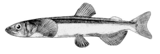 3. CAPELIN Scientific Name Mallotus villosus Description Capelin is a small pelagic shoaling fish which feed on animal plankton and small fishes.