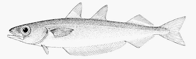 4. BLUE WHITING Scientific Name Micromesistius poutassou Description Blue whiting are found in open seas, most often near the surface or in mid water, but can be found down to depths of 1000m.